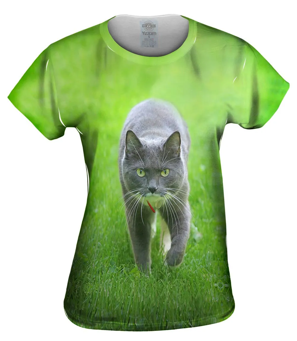 Ferocious Grey Cat
