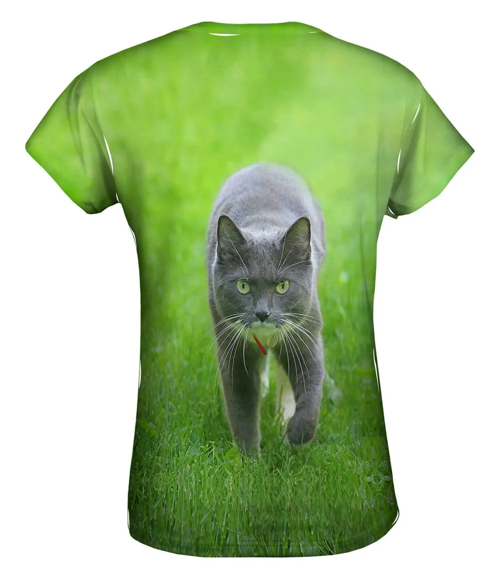 Ferocious Grey Cat